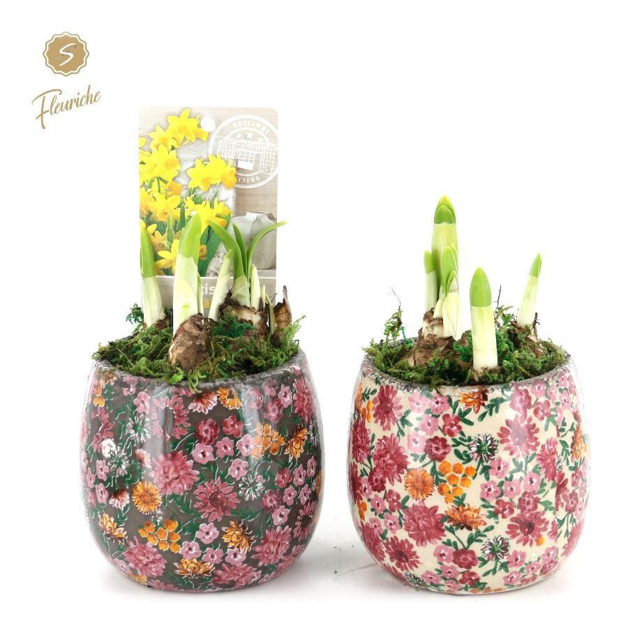 (1603) Narcissus Late Fashion [M] 1PP Mos, D 11