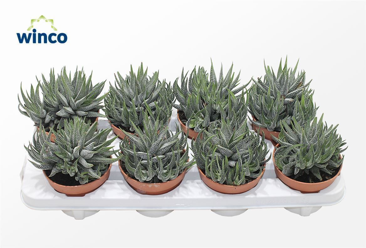 Haworthia Fasciata Concolor, D 12 cm