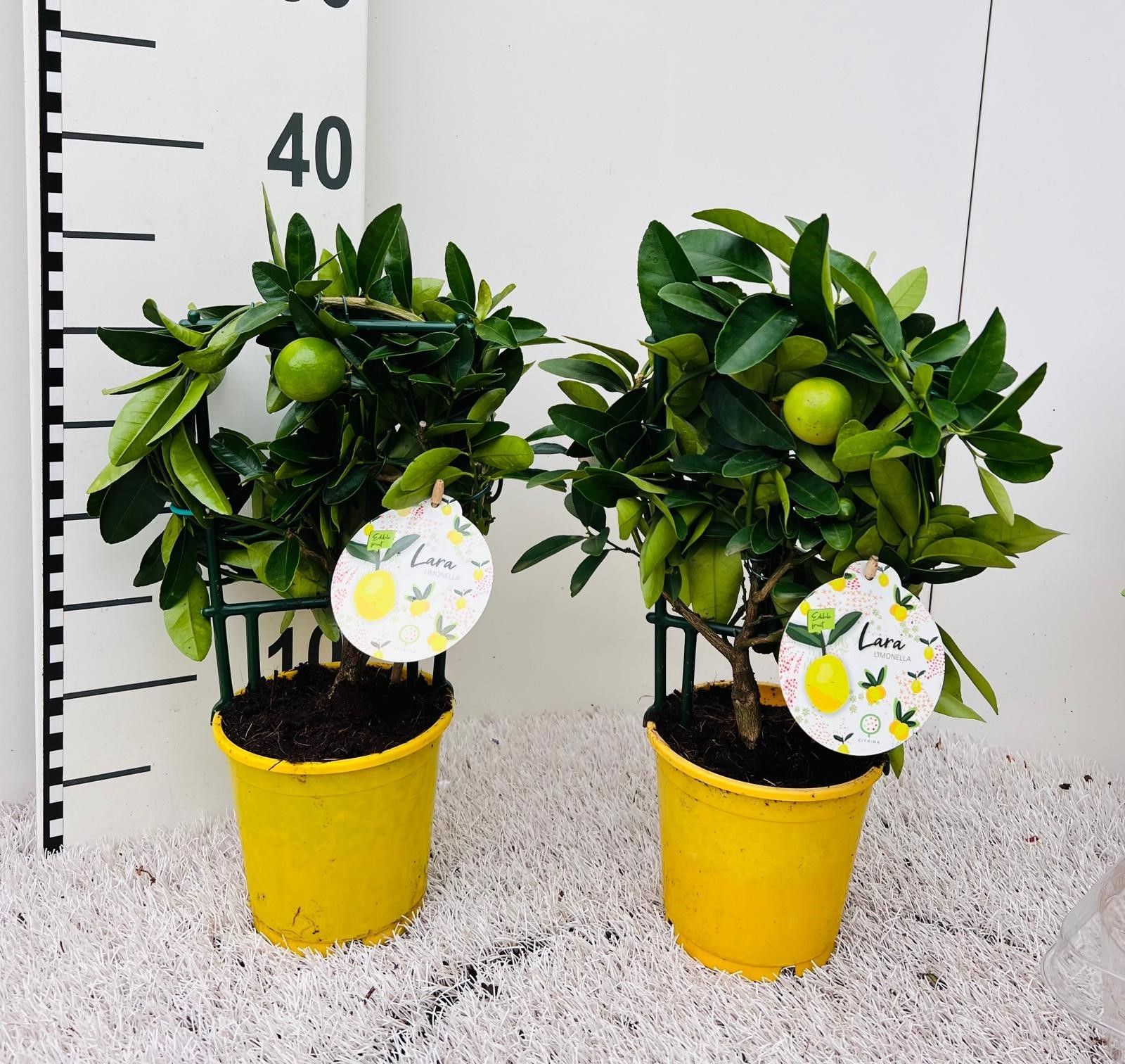 Citrus eustis Limonella trellis (s2), D 12