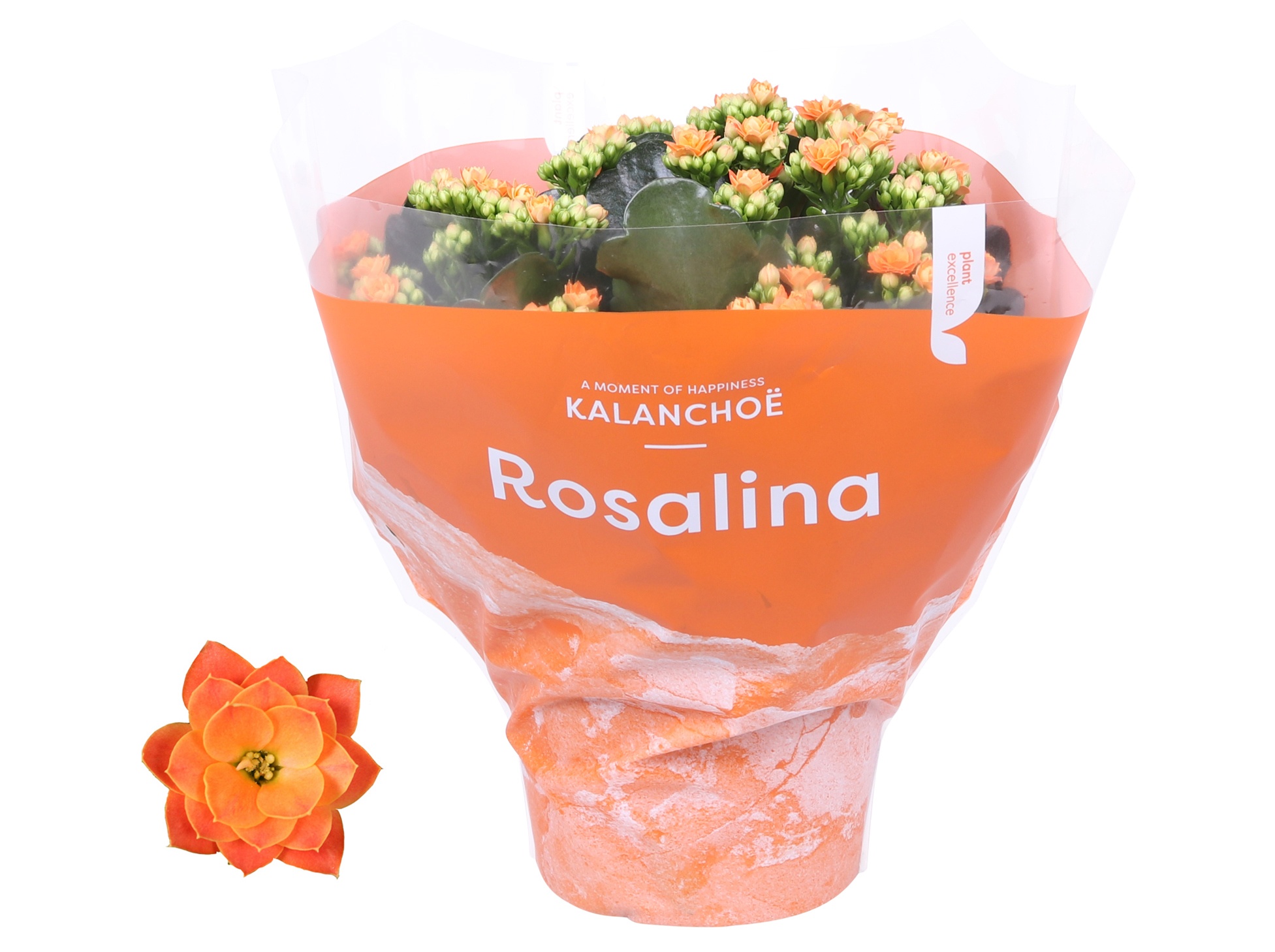 Kalanchoe Rosalina 15cm TST Don Pedro, Oranje hoes, D 15