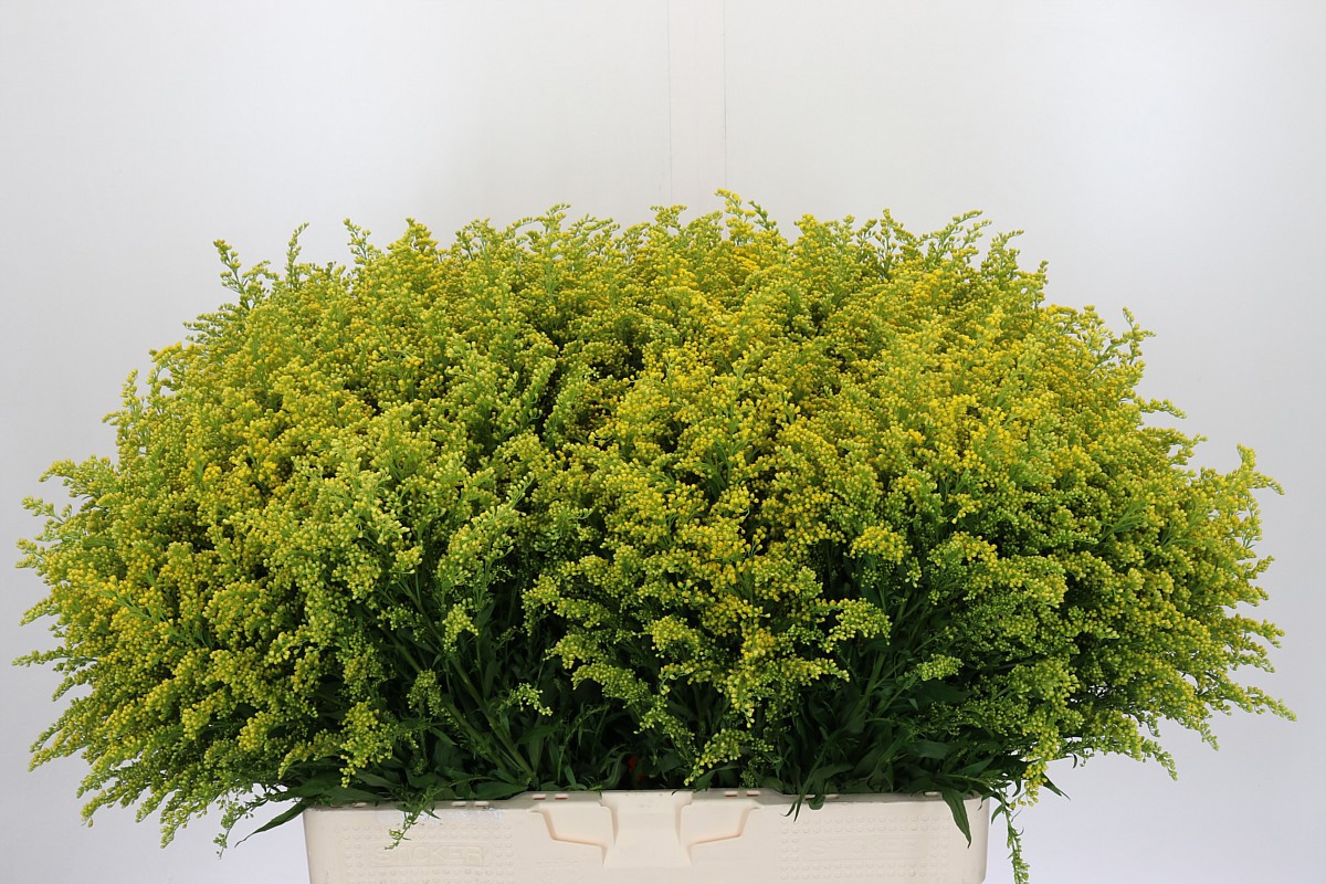 Солидаго Барехт 60, шт.