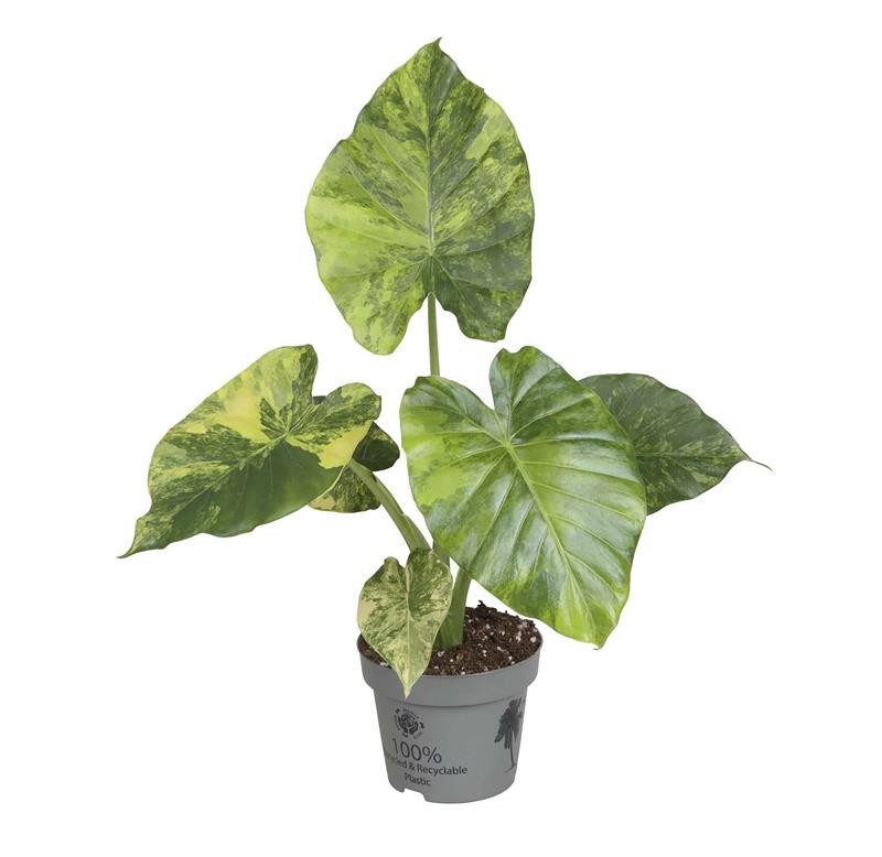 Alocasia. Macro Aurea, D 12 cm