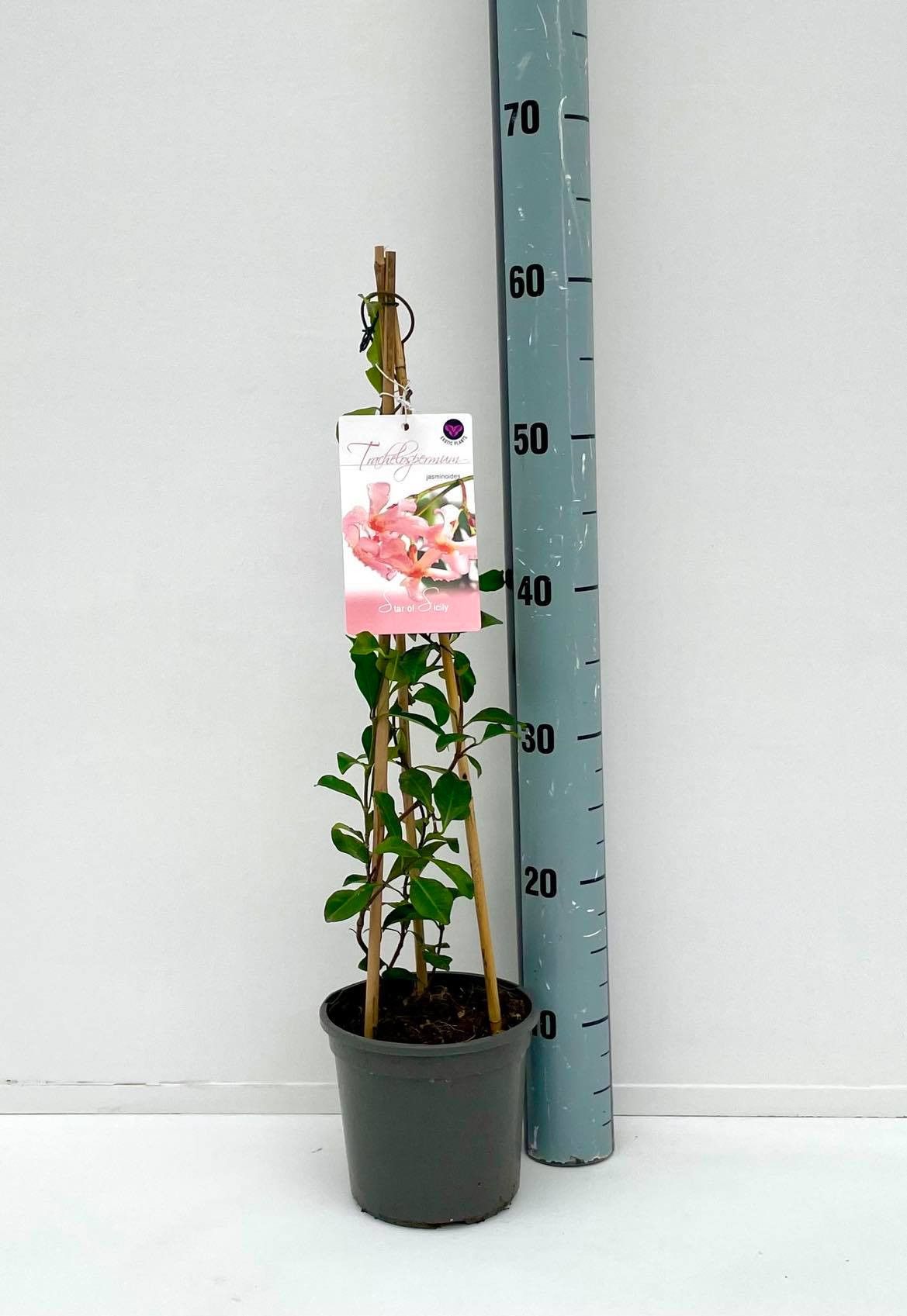 Trachelospermum jasminoides Star of Sicily, D 15