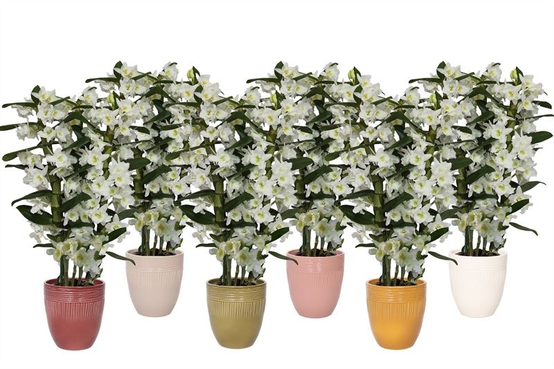 Hugo p12 double lines mix Dendr Nobile Apollon 3T24+tros regular, D 12 cm