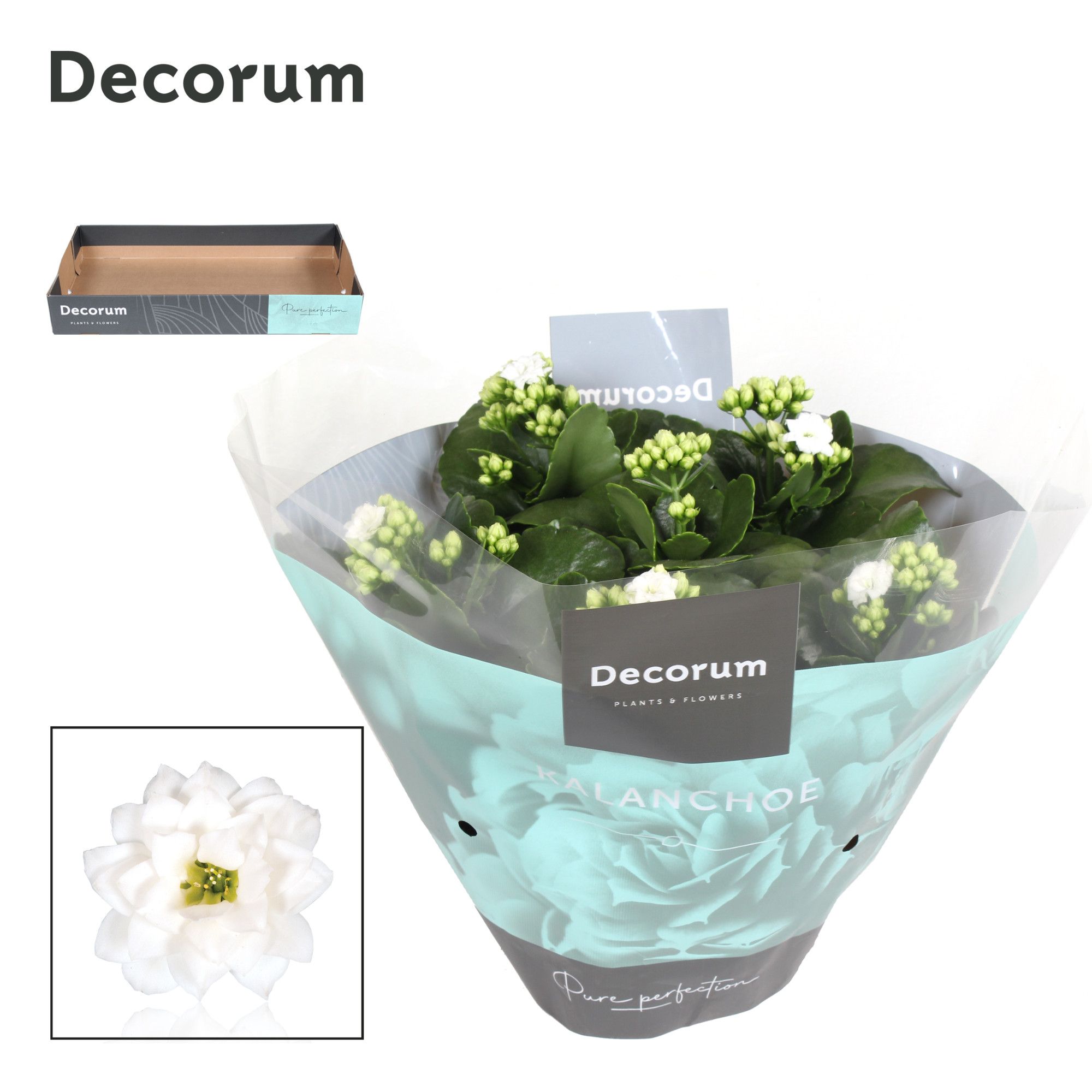 Kalanchoe Decorum - White, D 23