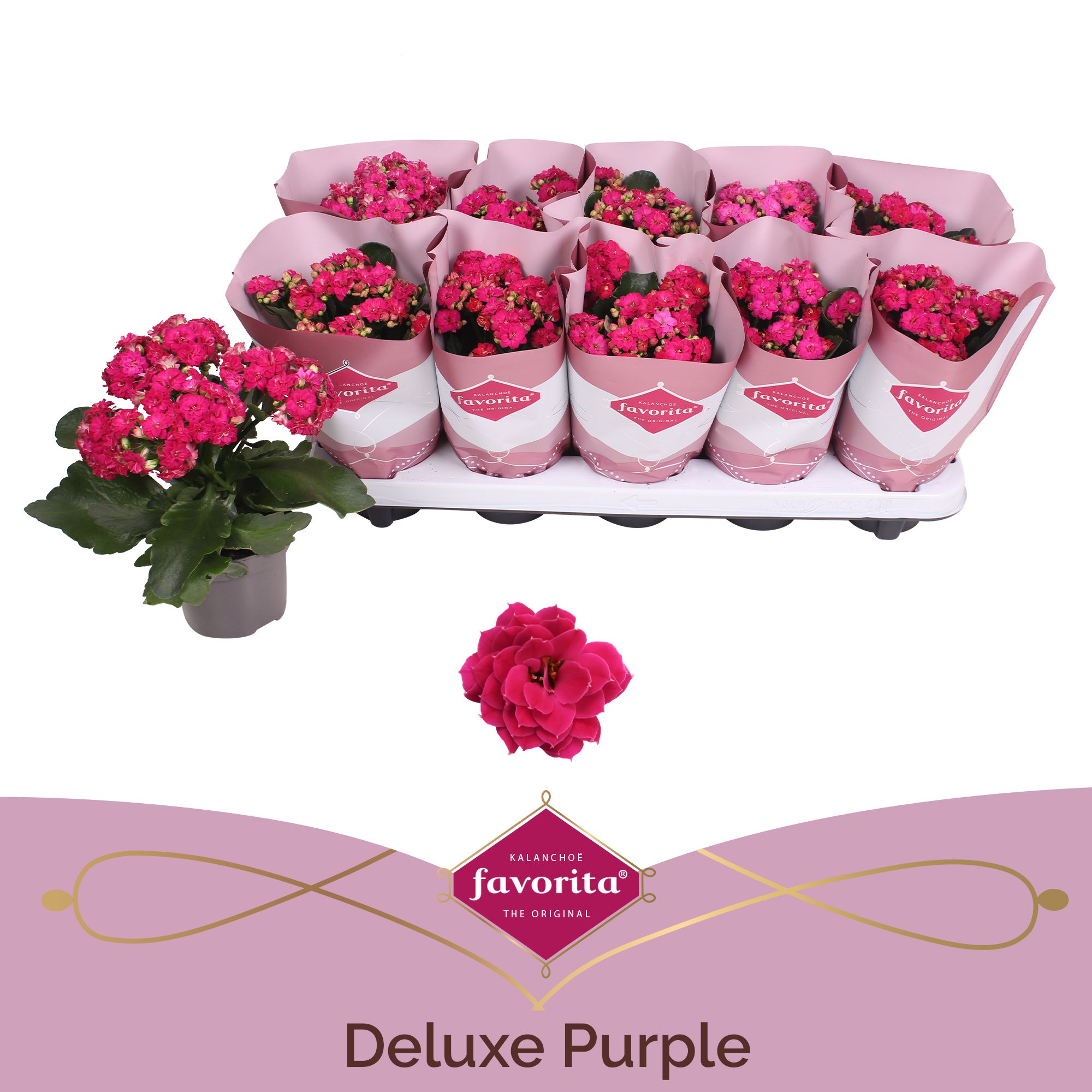 Kalanchoe Double Deluxe Purple stadium 2, D 10,5 cm Kalanchoe Double Deluxe Purple stadium 2, D 10,5 cm