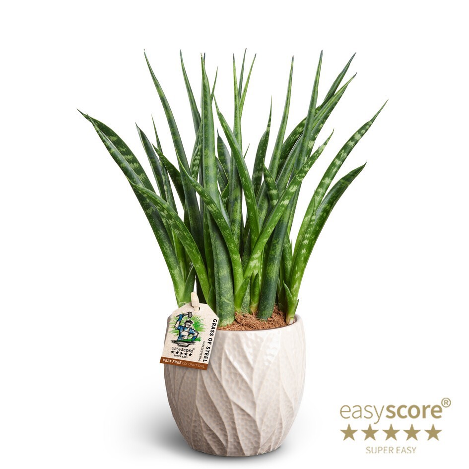 Leaf Sand, Sansevieria ´Fernwood´, D 10