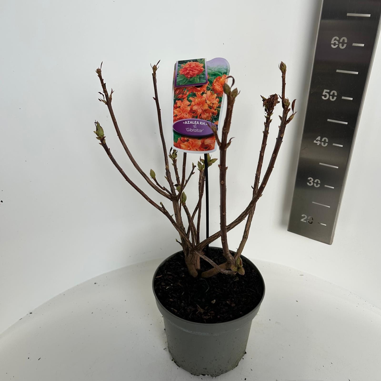 Azalea knaphill Gibraltar, D 23