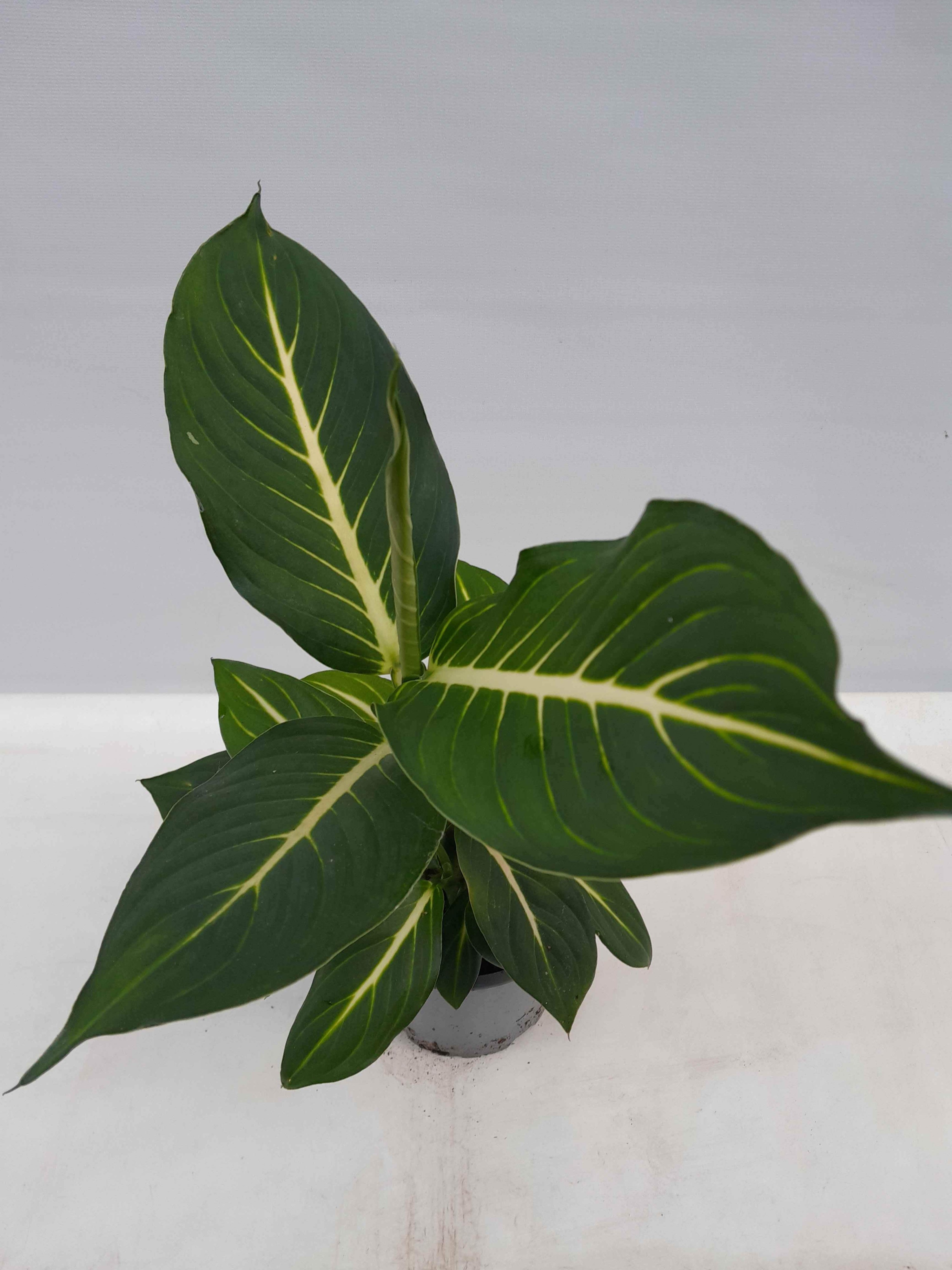 DIEFFENBACHIA MACULATA 'Sterling', D 12 cm
