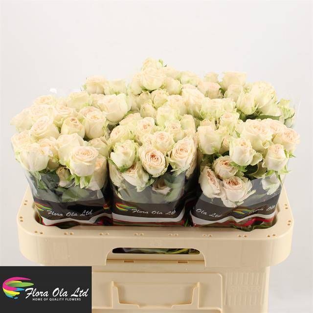 Роза куст. Софи 60, шт. Роза куст. Софи 60, шт.