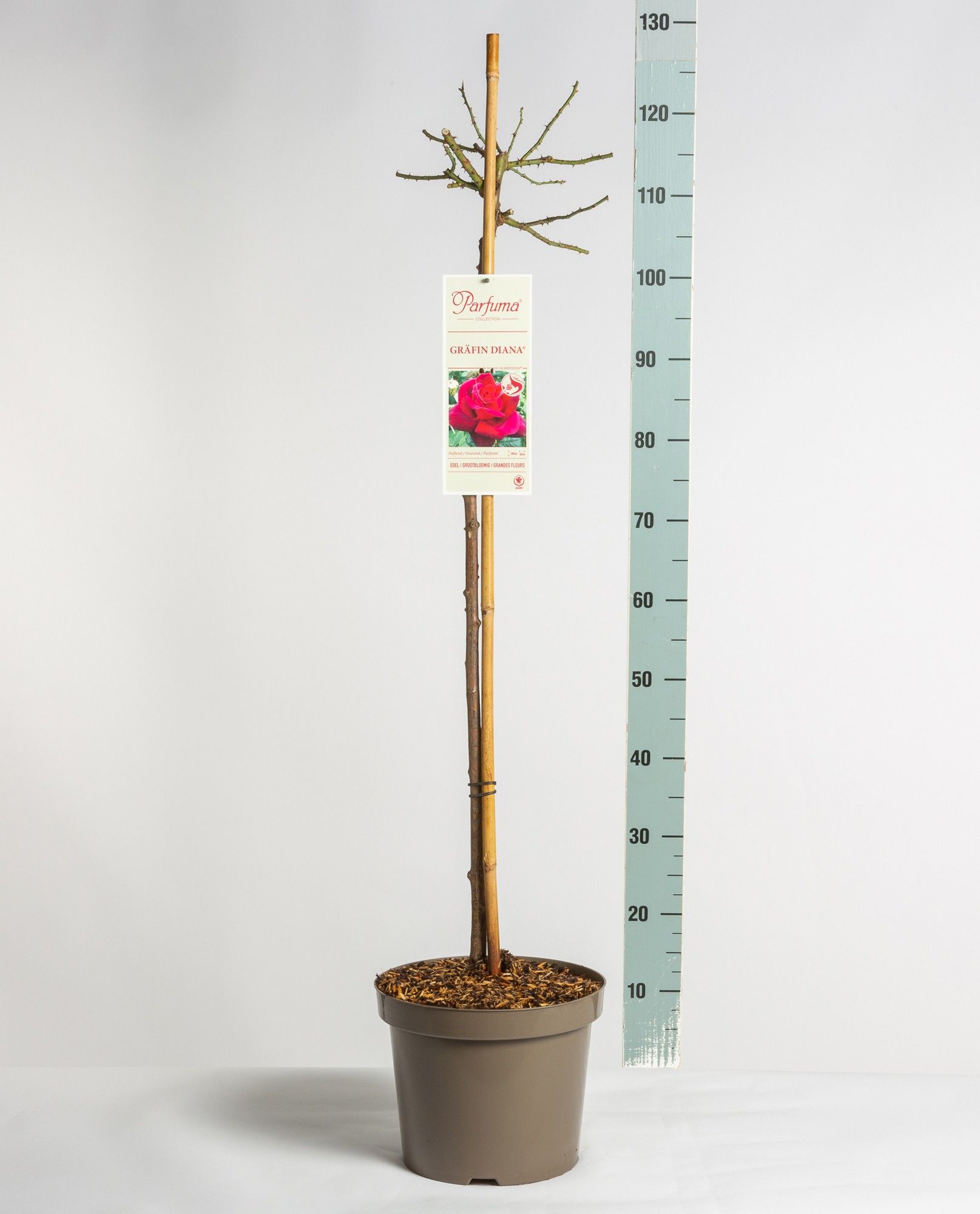 Rosa Parfuma (TH) Gräfin Diana ®, stam 90, C7.5, D 26