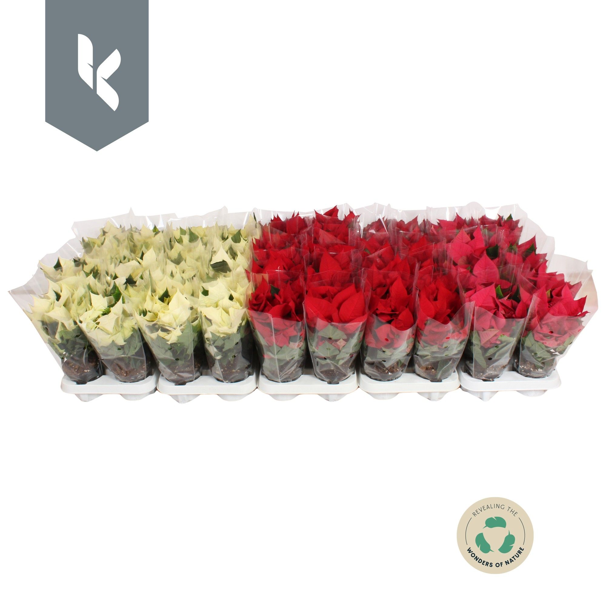 Poinsettia mix laag Rood- Roze -Wit, D 10,5 cm