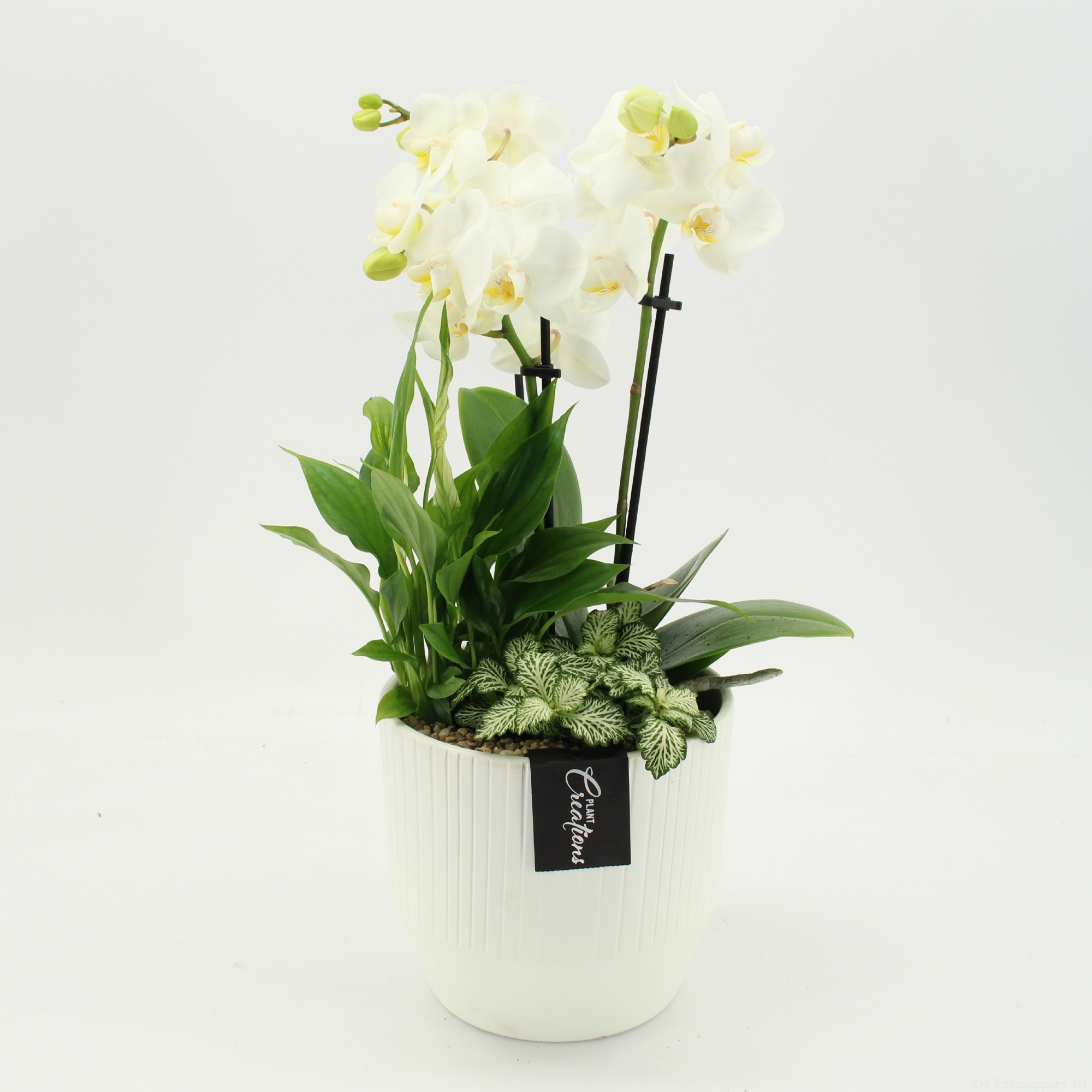 PHAL-2659W Phalaenopsis creatie, D 16