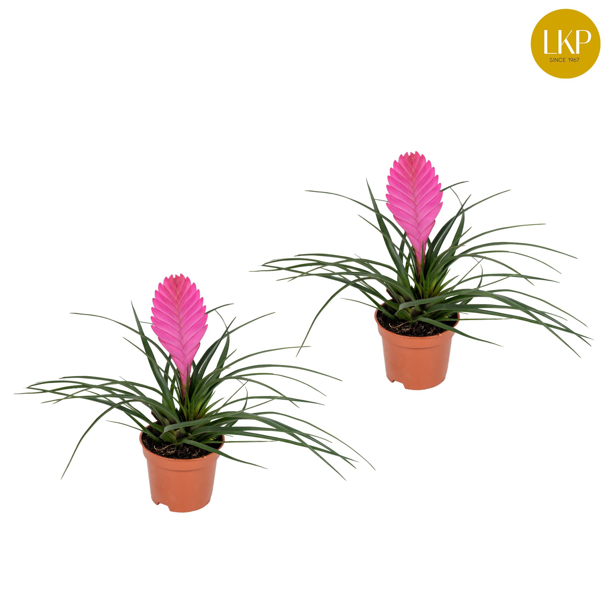 Tillandsia Vincent Roze (Zonder Hoes), D 9