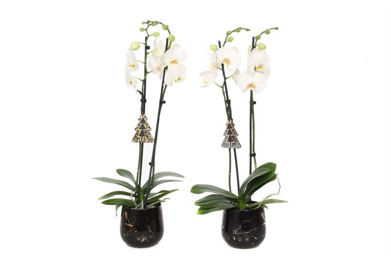 Stoneware p12 Rhonda gold Phal white 2T14+, D 12
