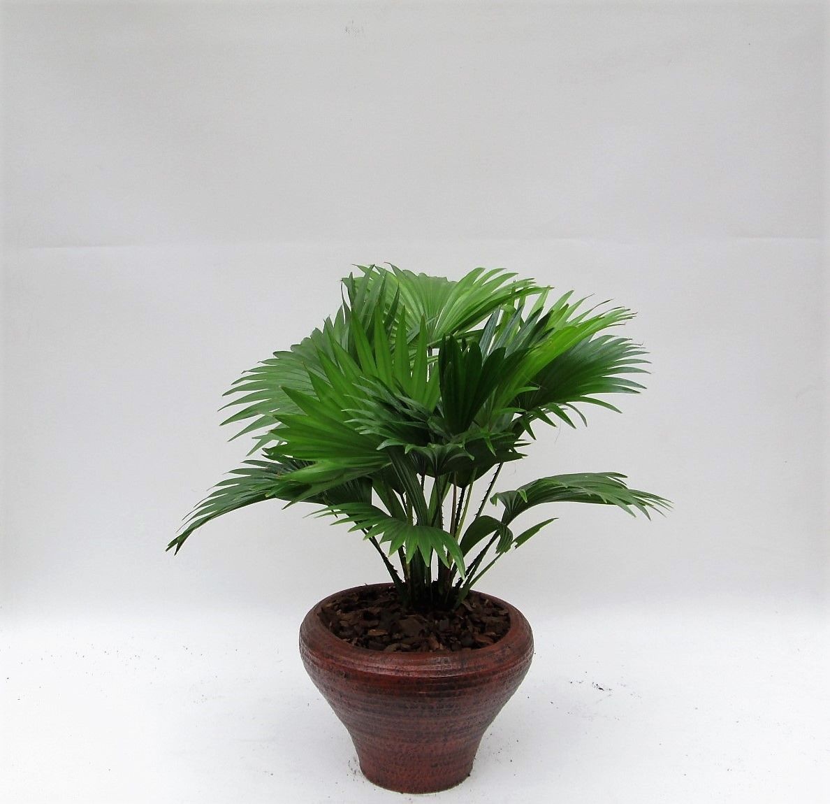 Livistona rotundifolia hoedje bruin met schors, D 26