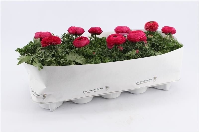 Ranunculus Sprinkles Pink, D 10,5