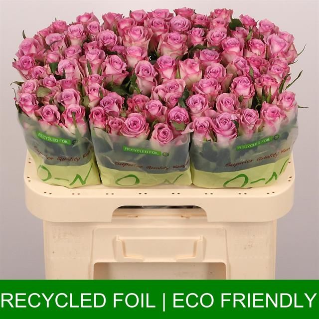 Роза од. Триллер 60, шт.