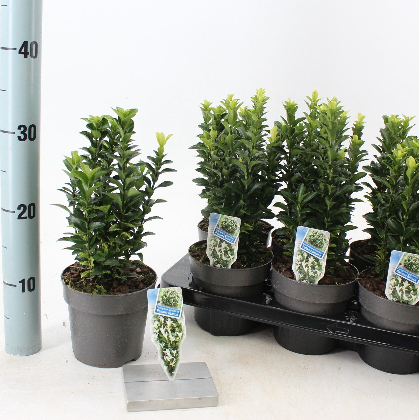 Euonymus jap. Paloma Blanca ('Lankveld03'PBR), D 13 cm