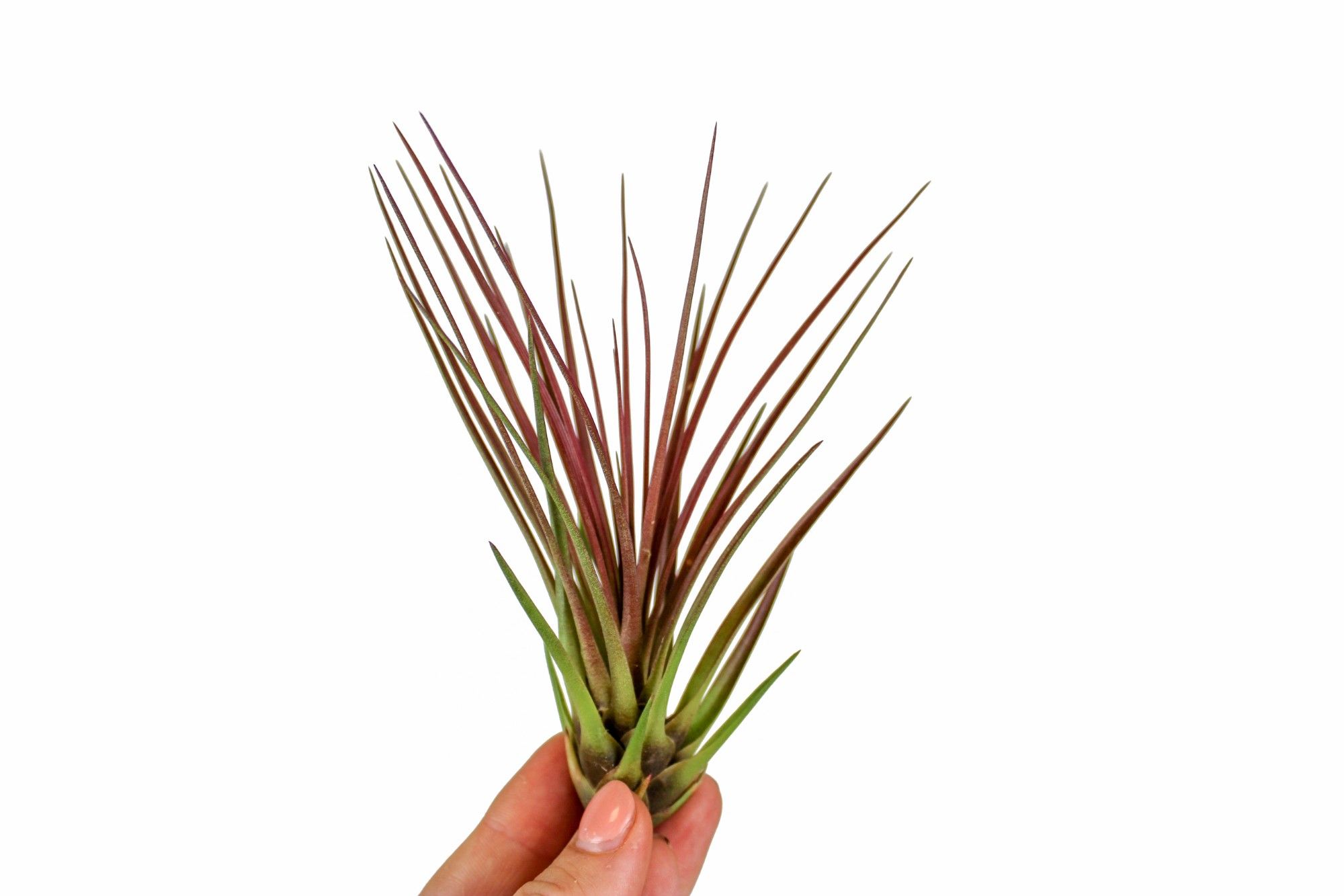 tillandsia Melanocrater rood, D 10