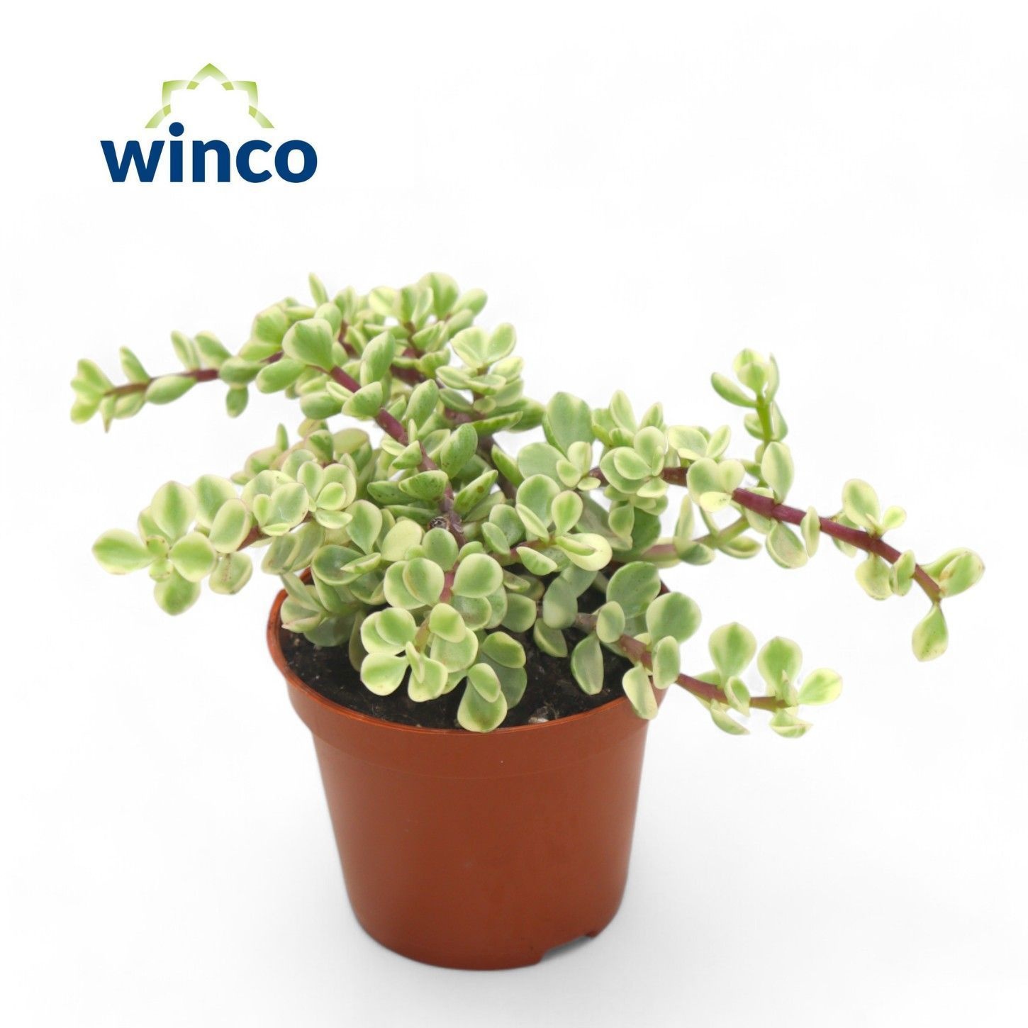 Crassula Afra Variegata, D 8,5