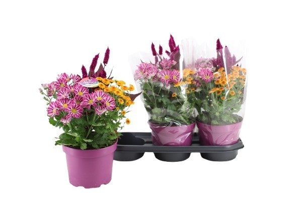 Abbracci 'Maria' P19, D 19