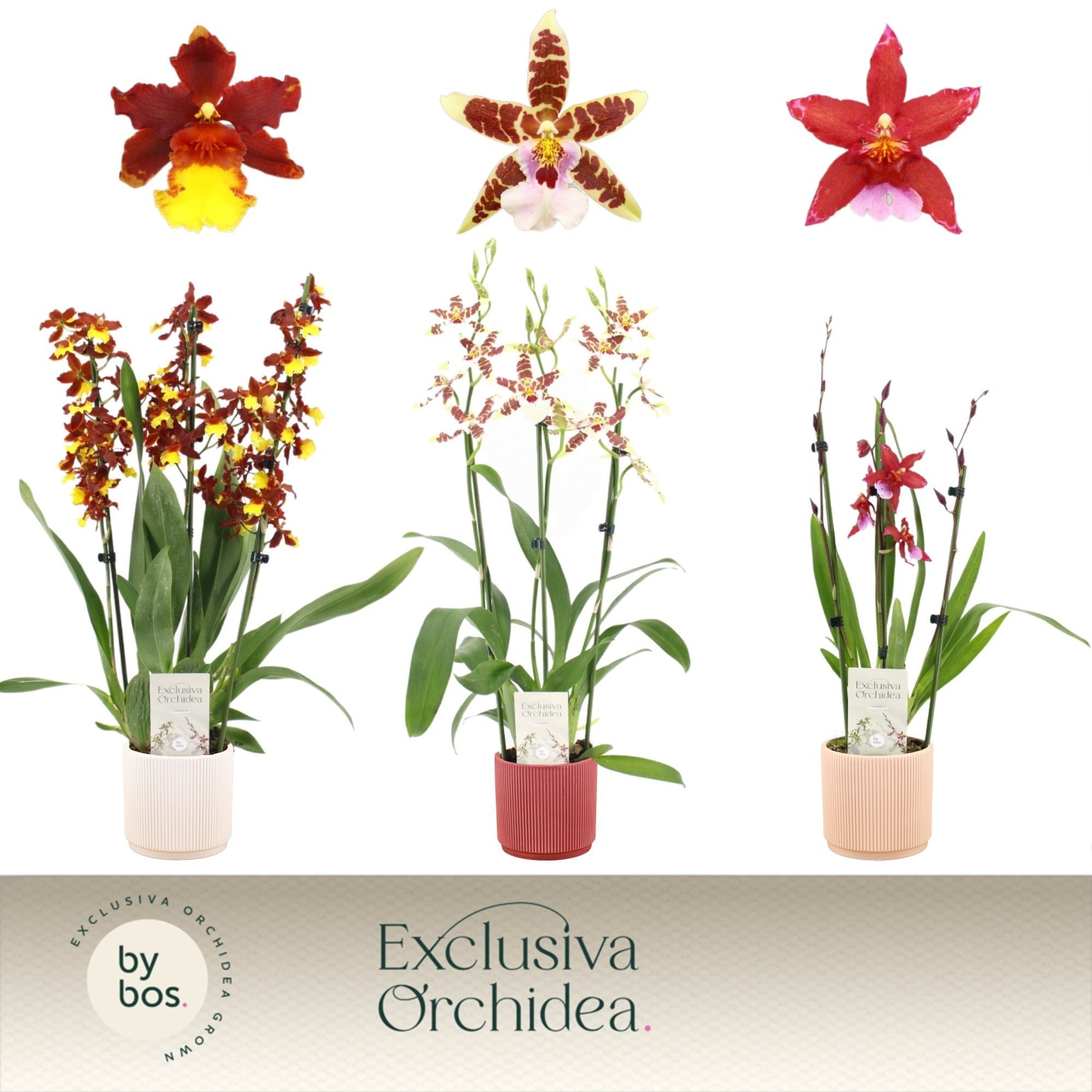 Cambria, Mix 3-spike in Horizon Ribble 'Exclusiva Orchidea', D 12