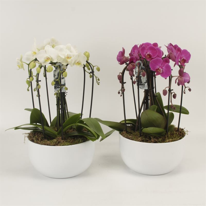 Phalaenopsis Elegant Cascade Sena schaal wit sixboga gemengd met platmos, D 26