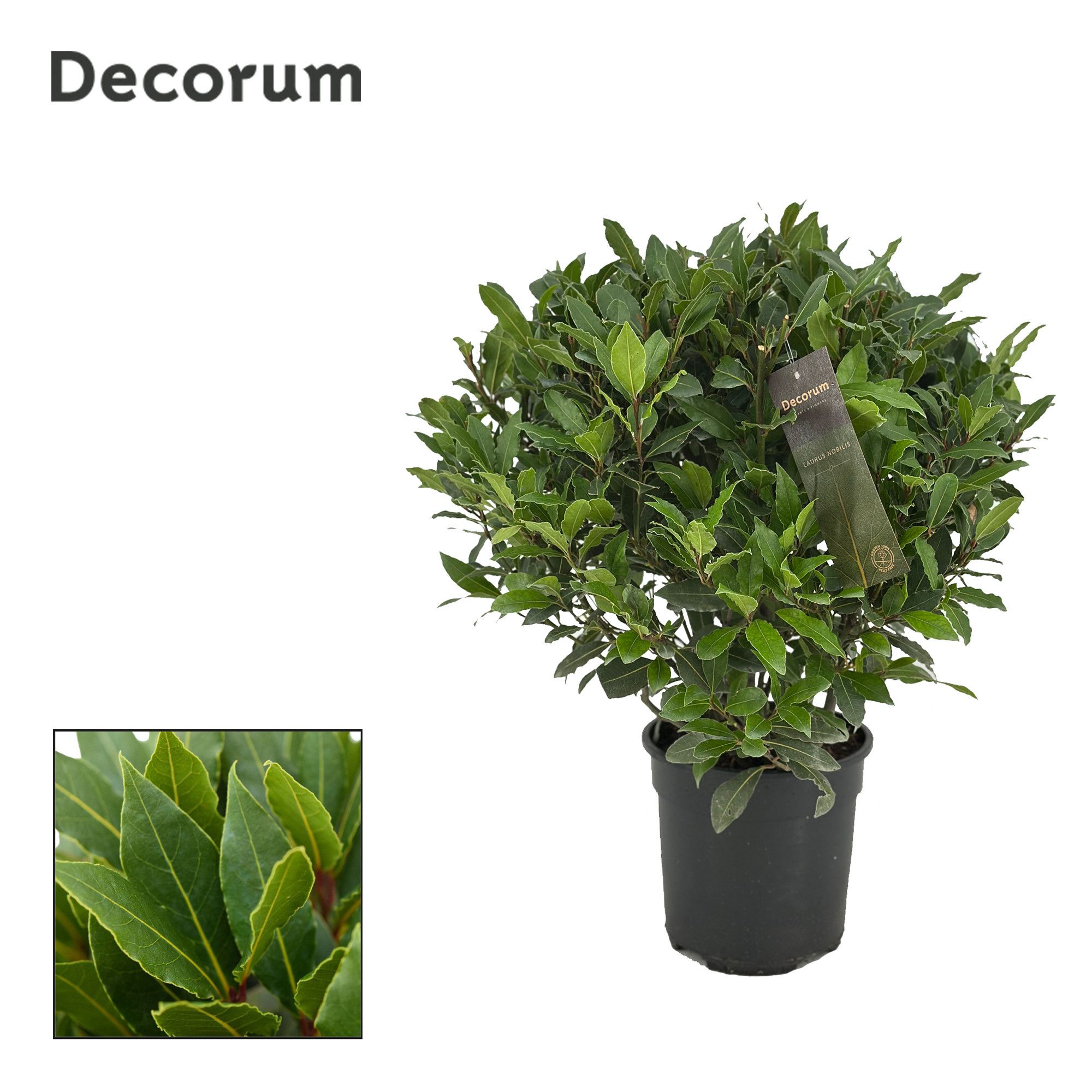Laurus nobilis Bol zonder stam, D 20