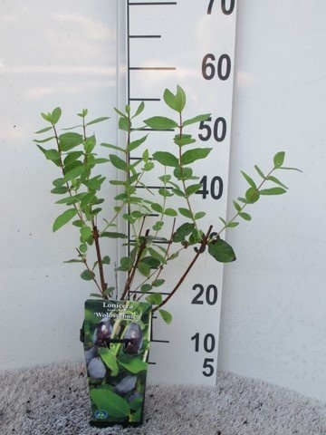 Lonicera k. Wojtek 30-40 P14, D 14 cm