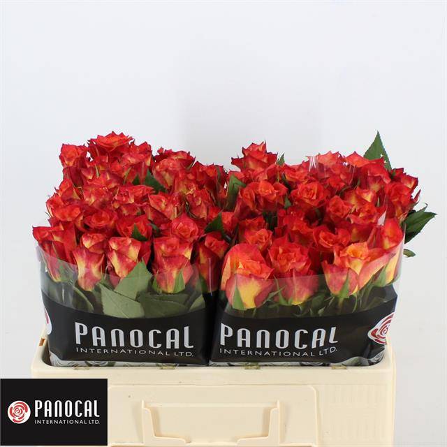 Роза од. Лампион 50, шт. Роза од. Лампион 50, шт.