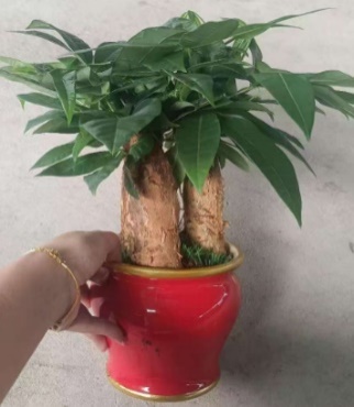 Пахира Каифу Три Барс 圆瓷盆 35