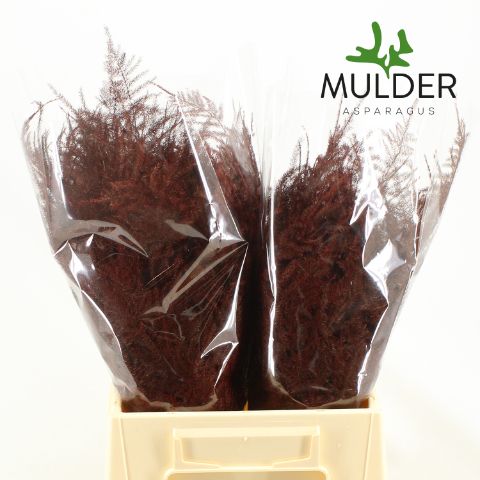 Аспарагус Овериг Крашеный (краш. ) 45, шт.