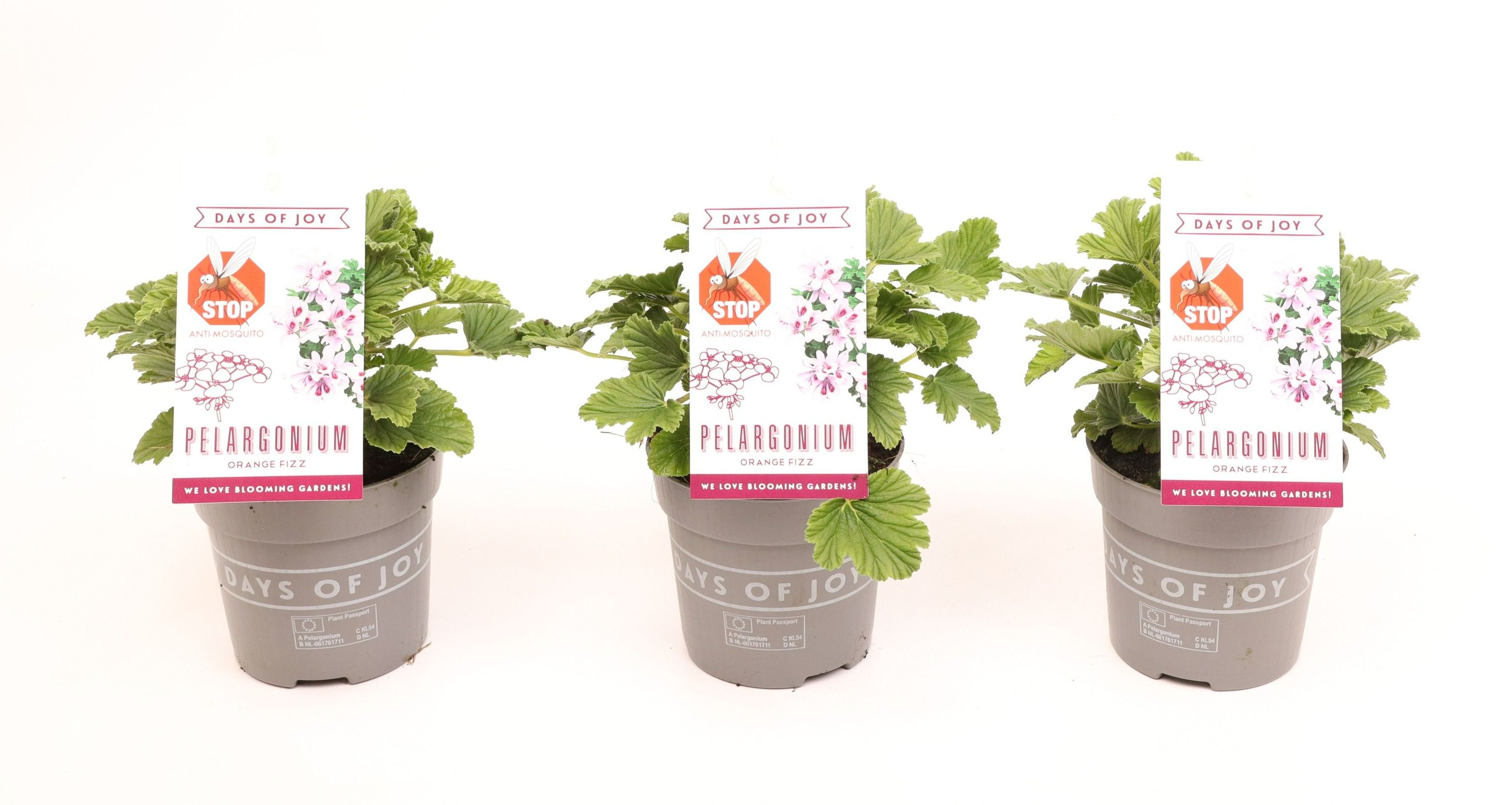 Pelargonium 'Orange Fizz' Anti-Mosquito, D 10,5