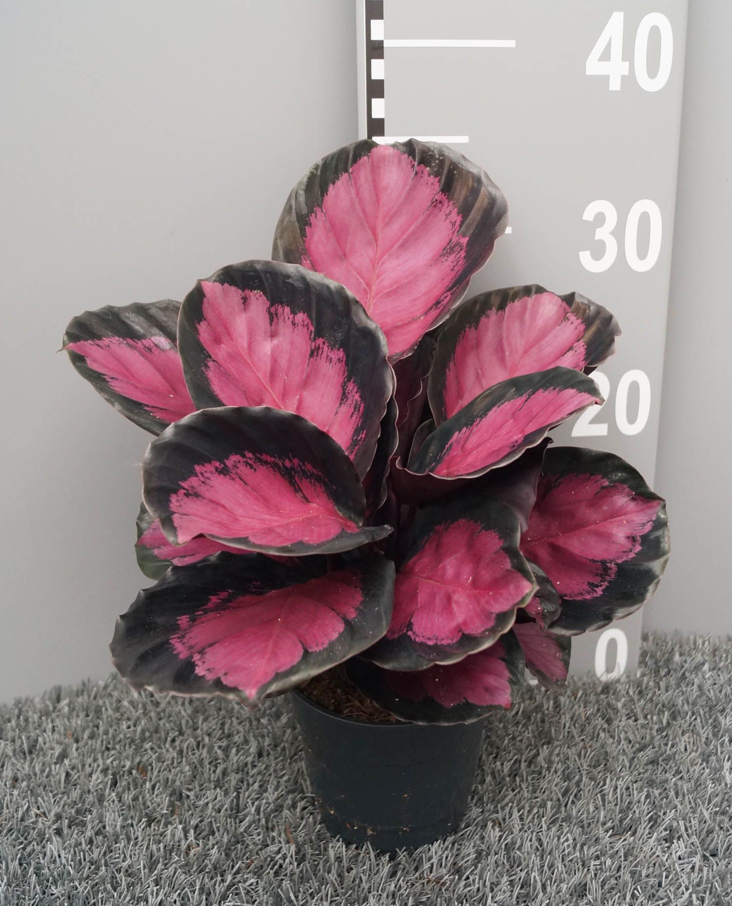 Calathea roseopicta 'Crimson', D 12 cm