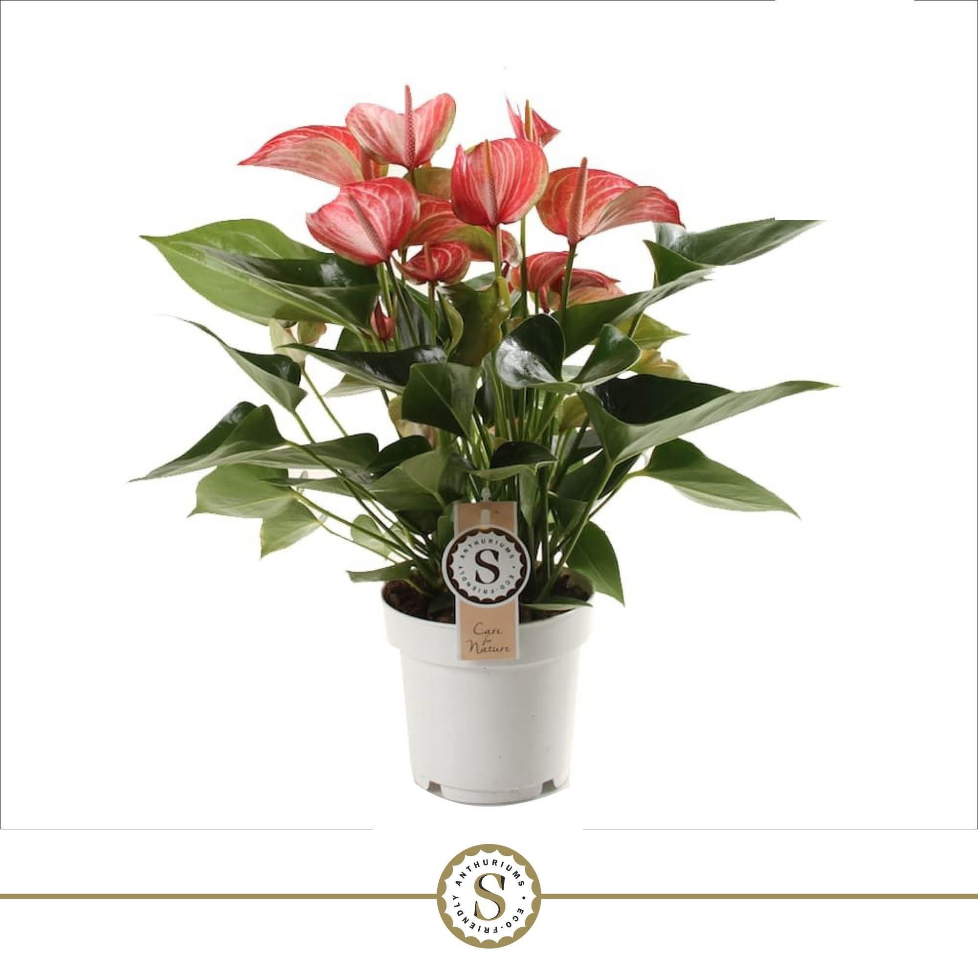 Livium Red 14cm, D 14