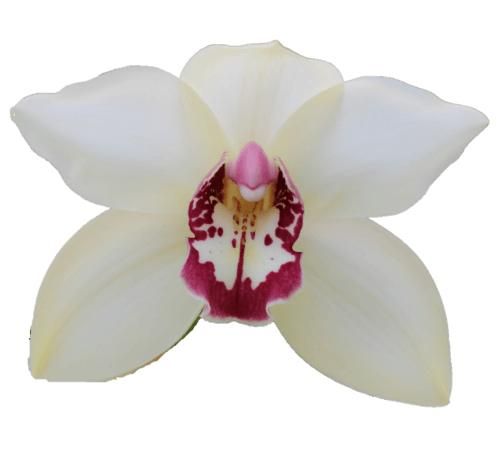 Цимбидиум Айвори x6 80, шт.