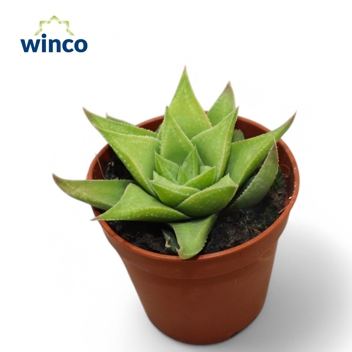 Haworthia Baylissii, D 5,5 cm