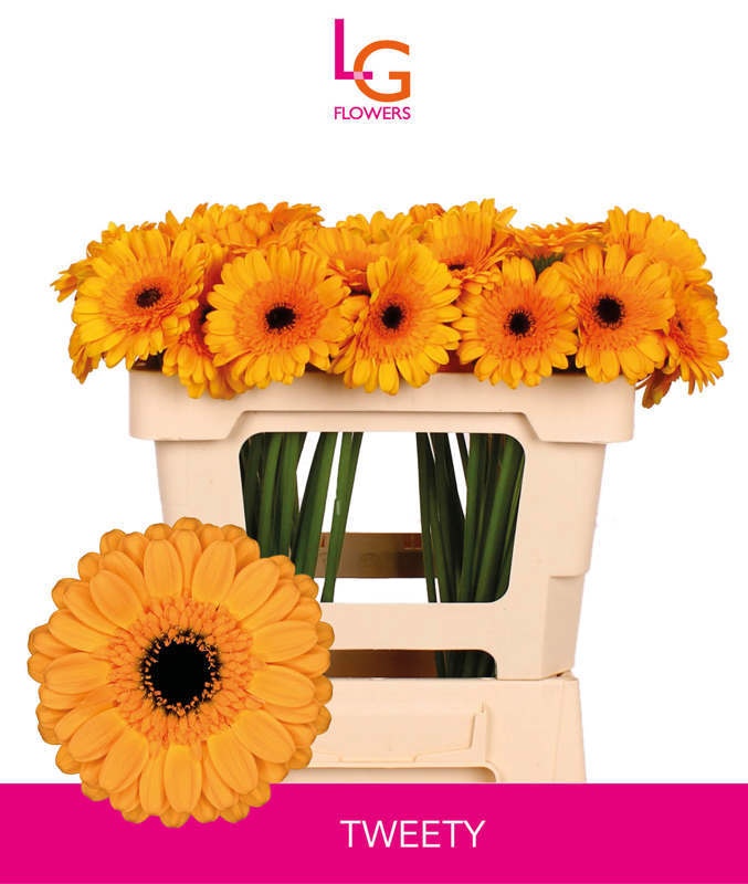 Гермини Твити, шт.