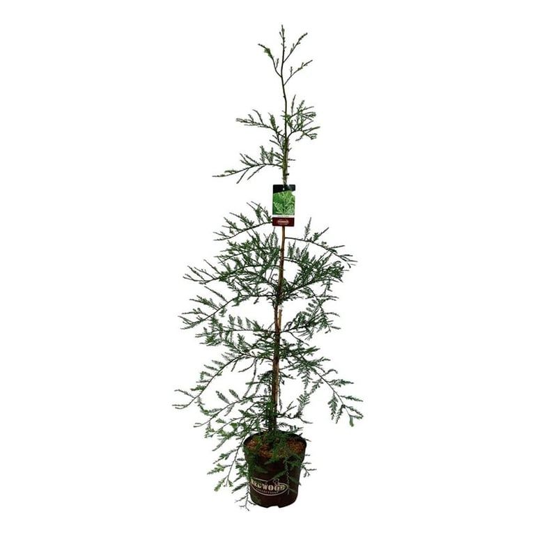 Sequoia s. 'Illa Martin', D 32