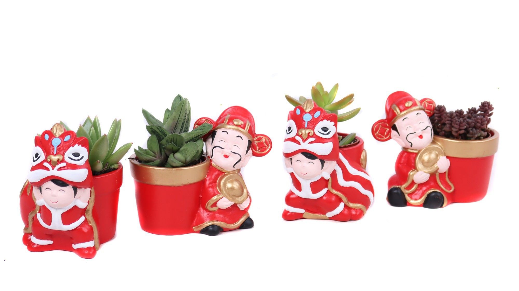Succulenten 5,5 cm in Chongqing planter, D 11