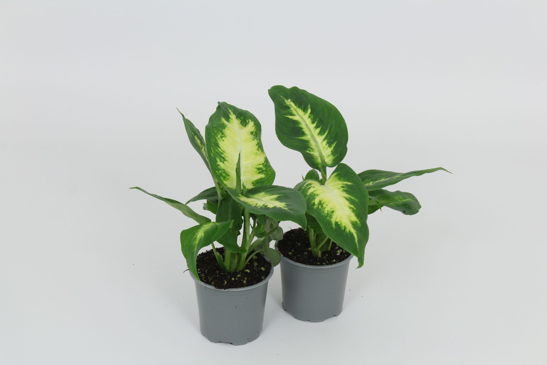 Dieffenbachia Camilla 8,5 cm, D 8,5