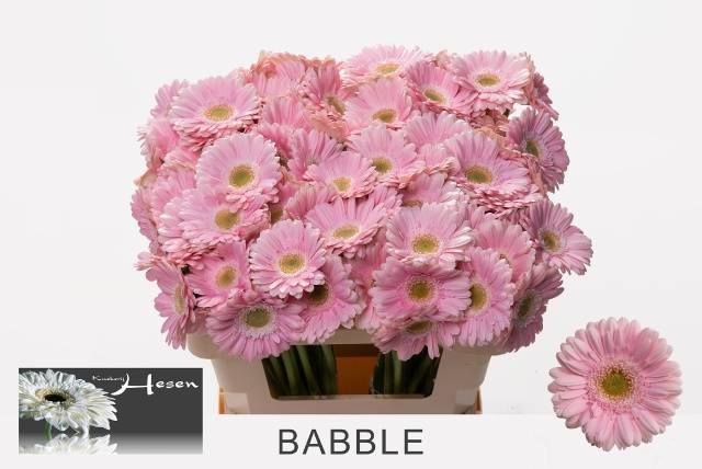 Гермини Бэббл, шт.