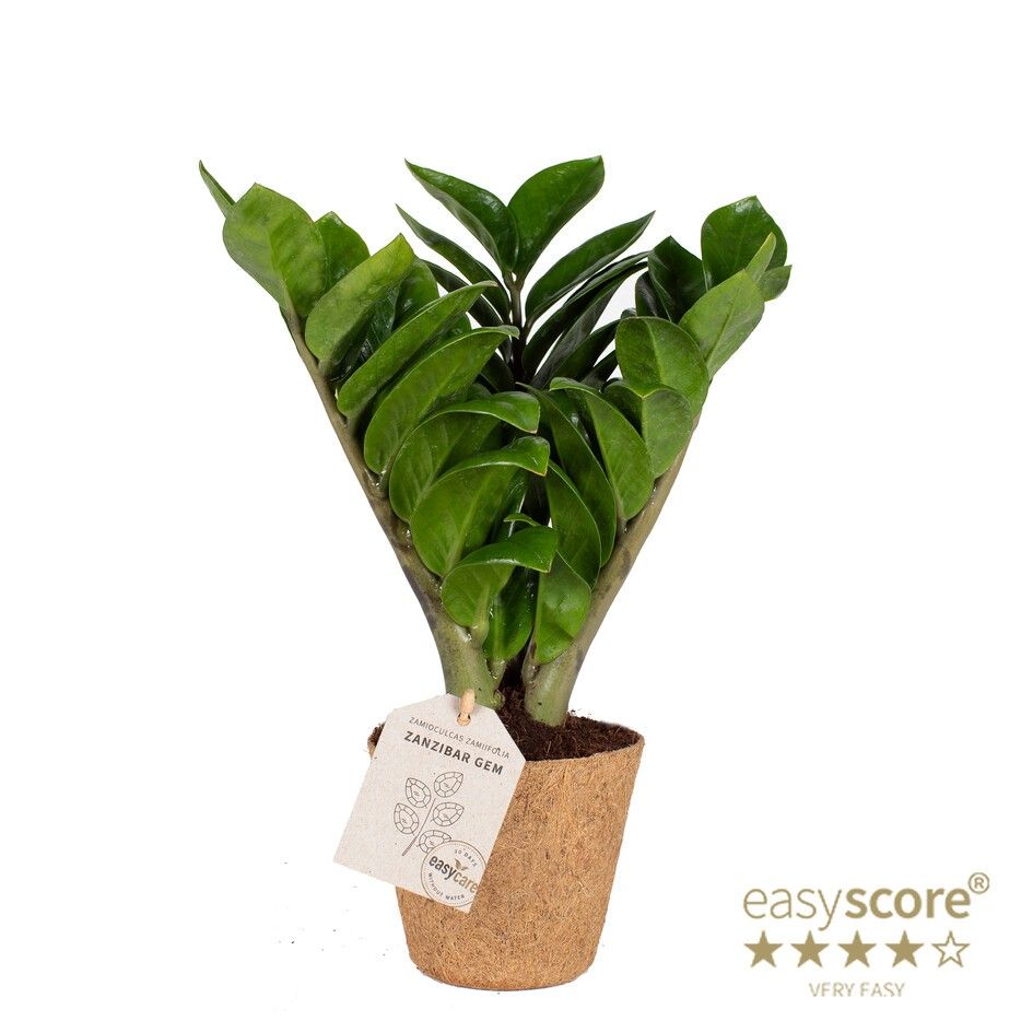 Zamioculcas ´Zenzi´ - COCOZ, D 11