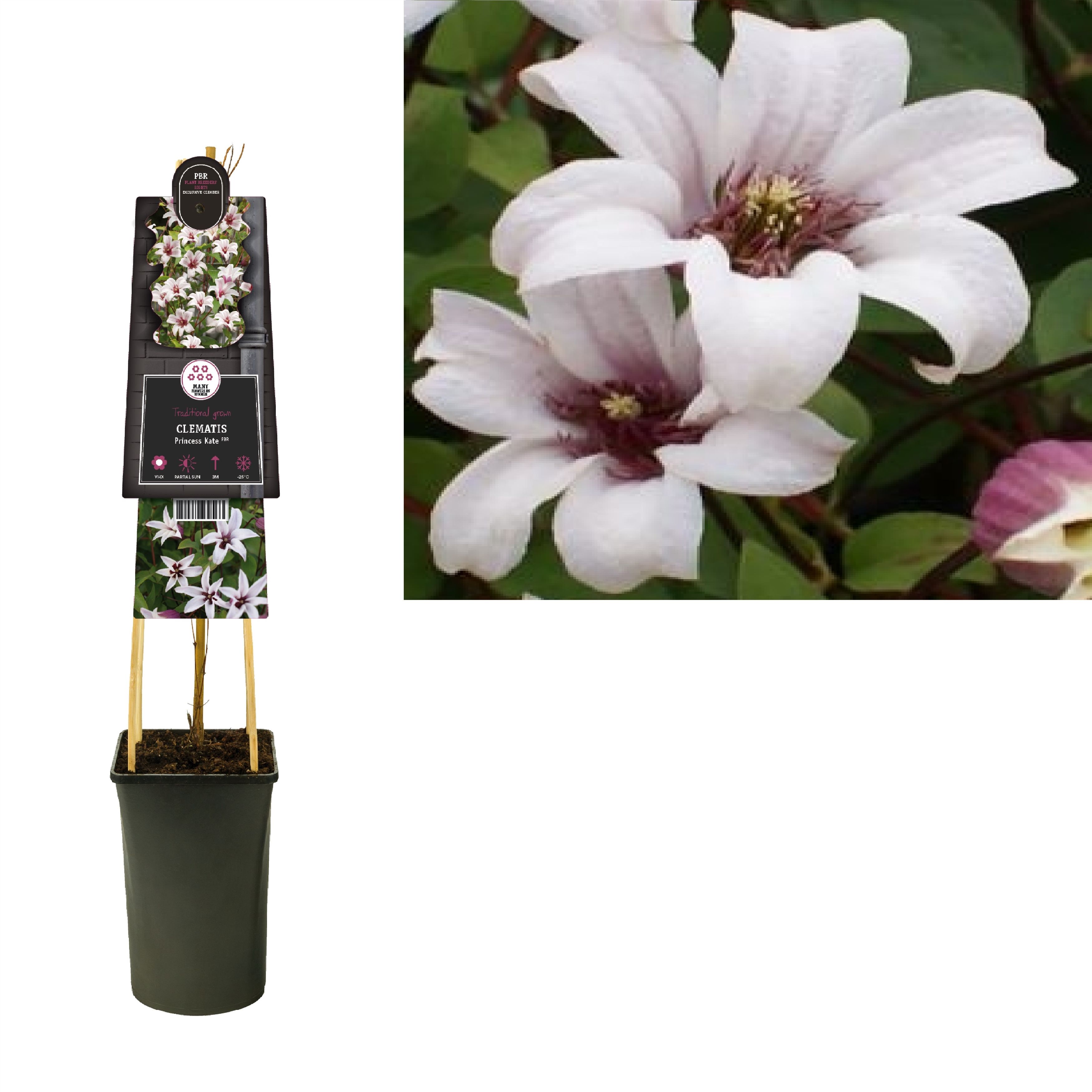 Clematis Princess Kate PBR +3.0 label, D 17 cm