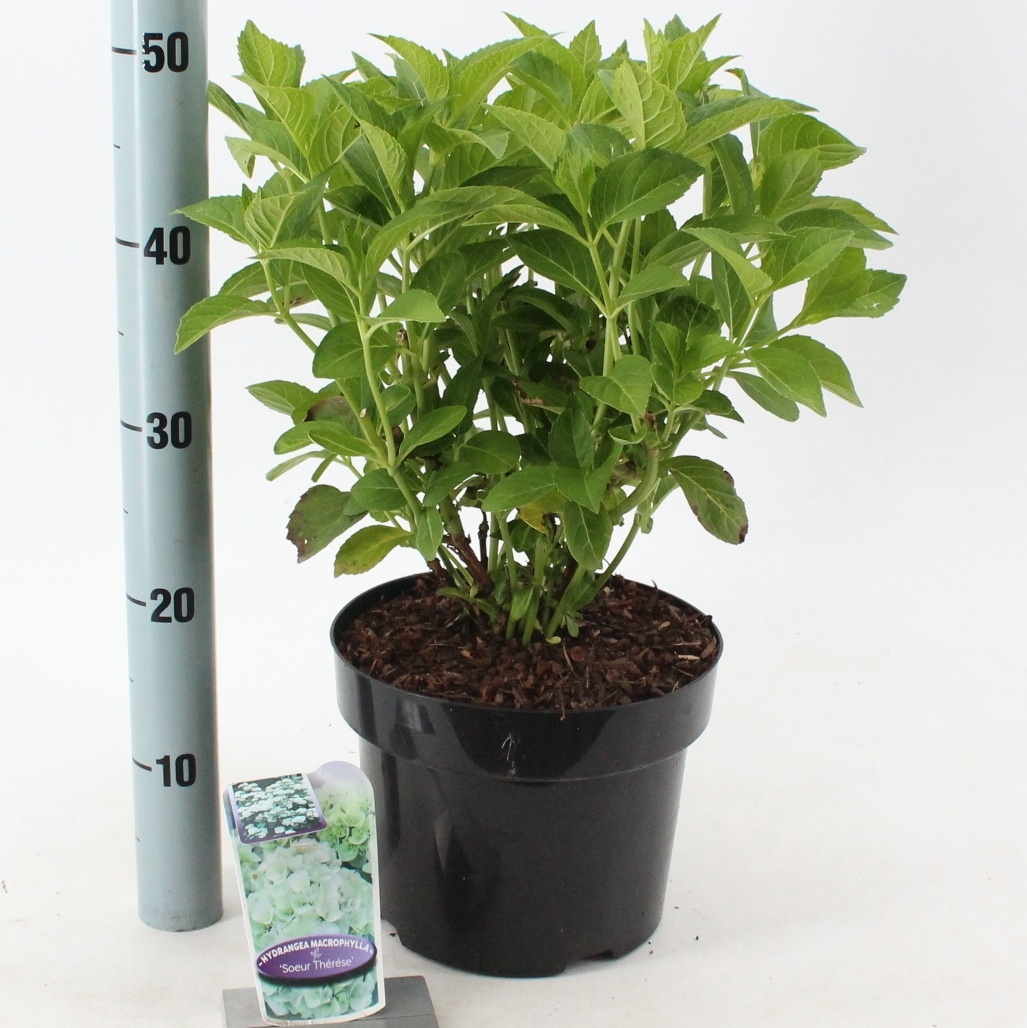 Hydrangea macr. 'Schneeball’ (Snowball), D 23 cm