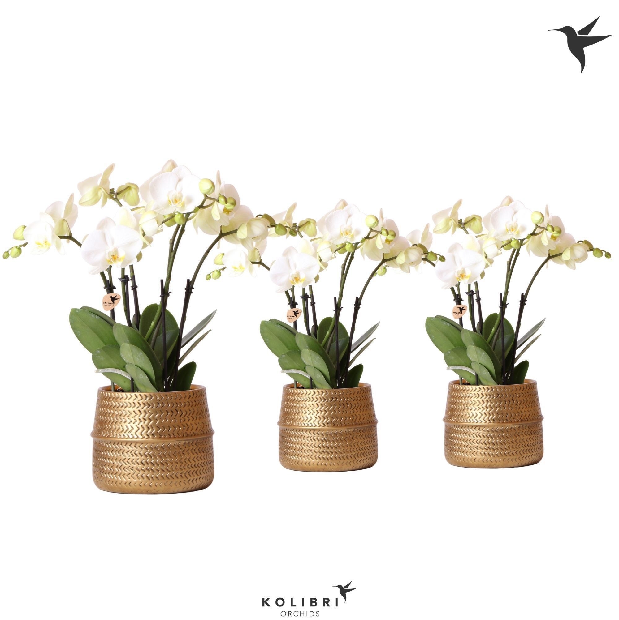 Phalaenopsis Ghent 4spike in Groove gold, D 12