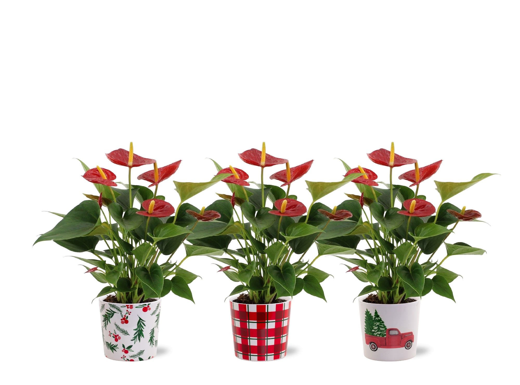 Anthurium Diamond Red in Noel ceramics, D 12 cm