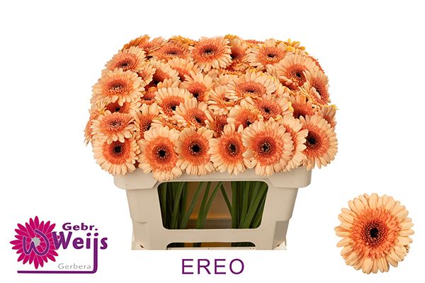 Гермини Орео, шт.