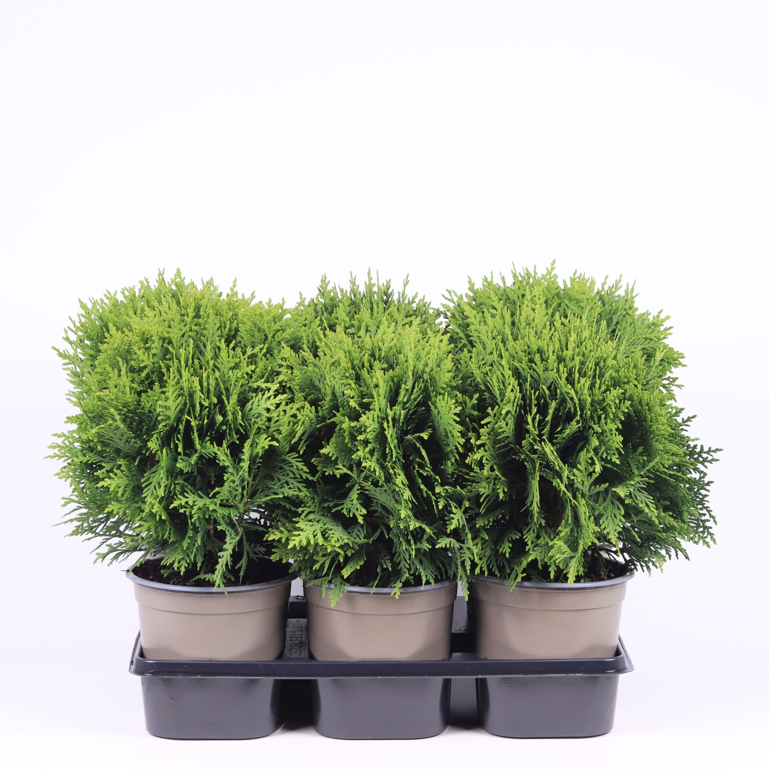 Thuja occidentalis 'Danica', D 15